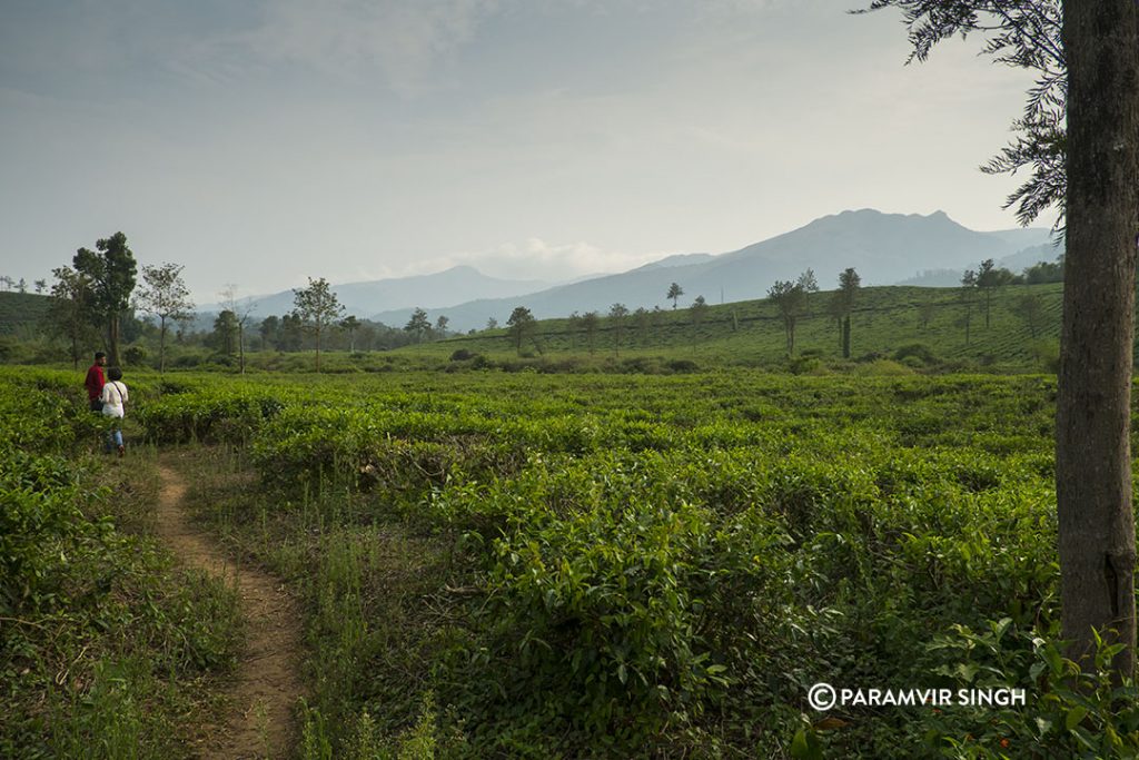 tea estate