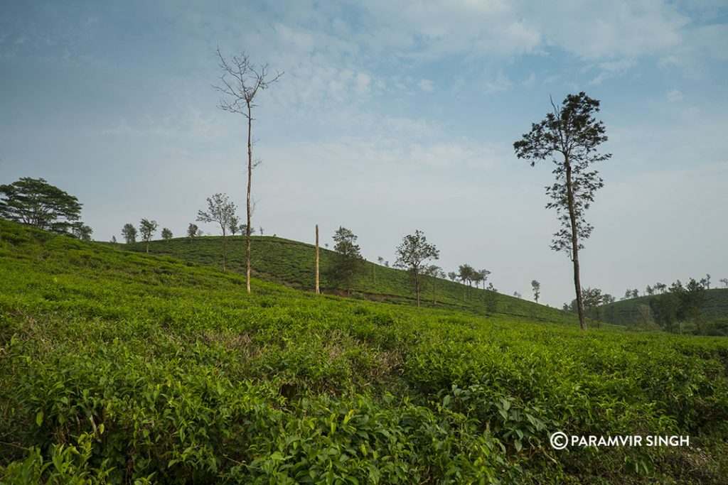 Green Tea estate