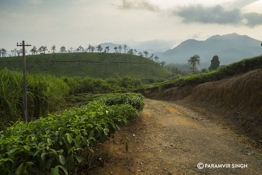 tea garden walk