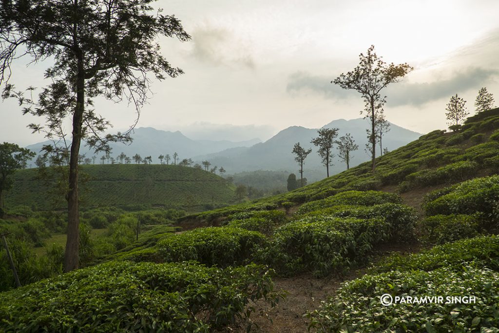 tea estate 