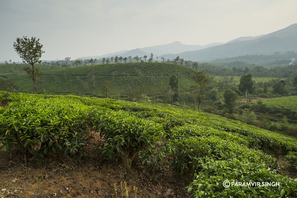 Grass Roots Wayanad