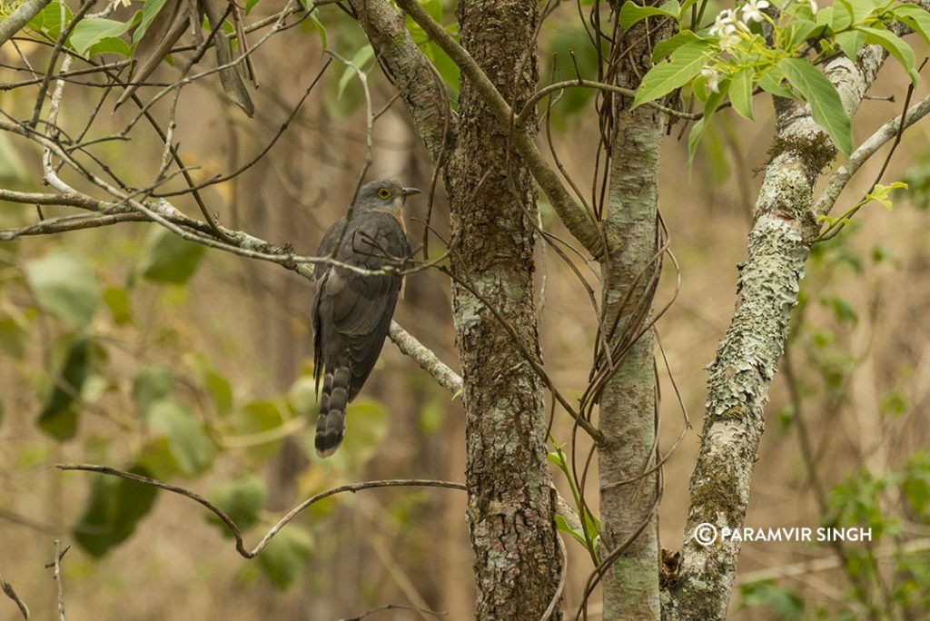 Common Hawk Cuckoo