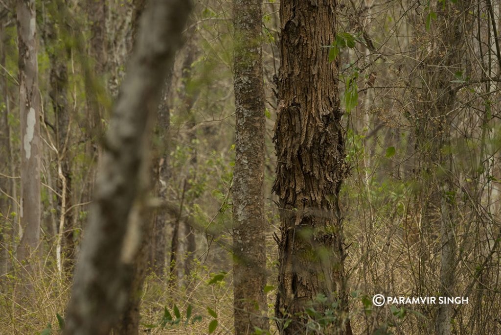 Forest Wayanad