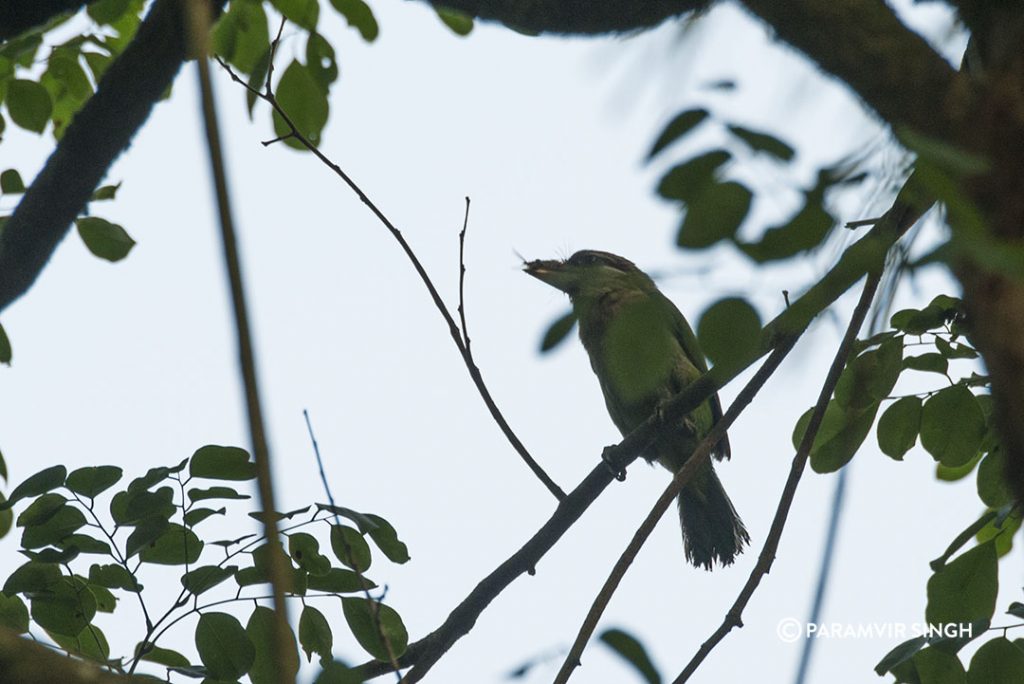 White Cheeked Barbet