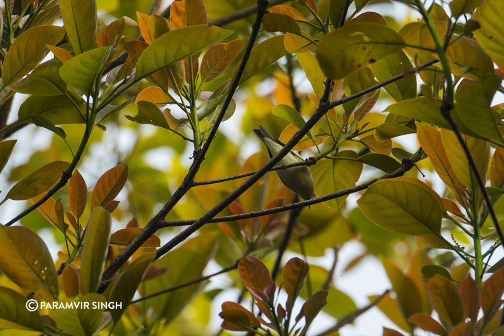 Bird in leaves