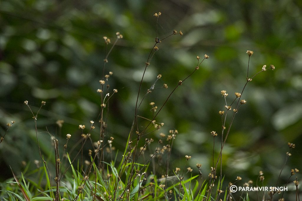 Wild Flowers 