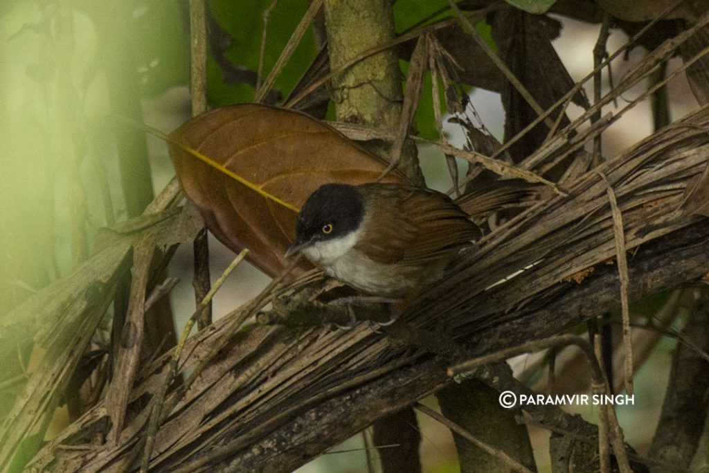 dark-fronted babble