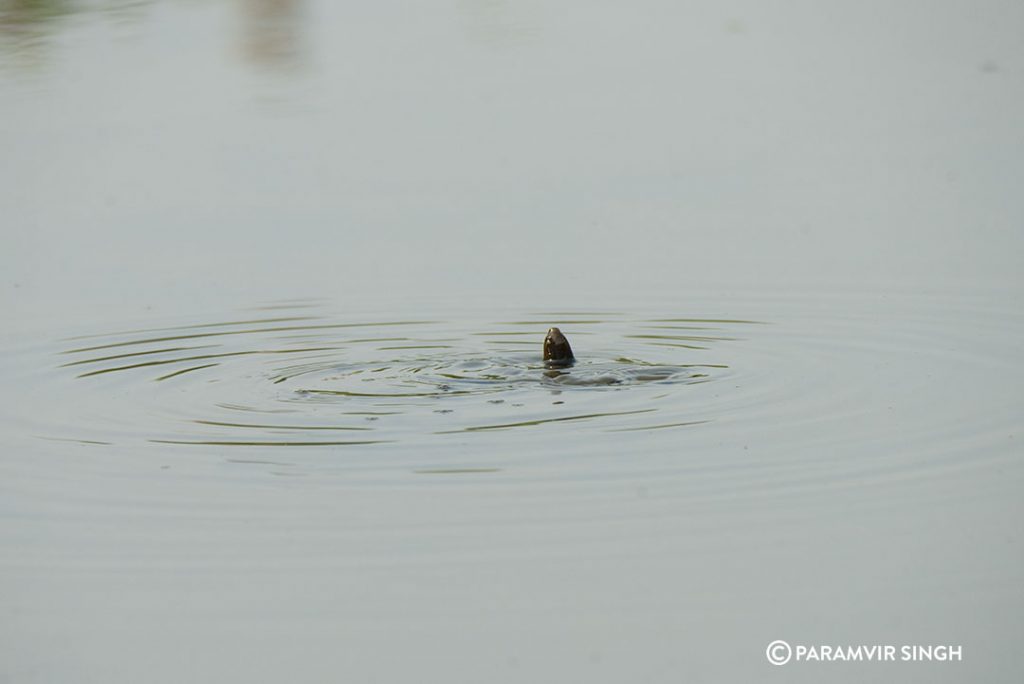 tadpole