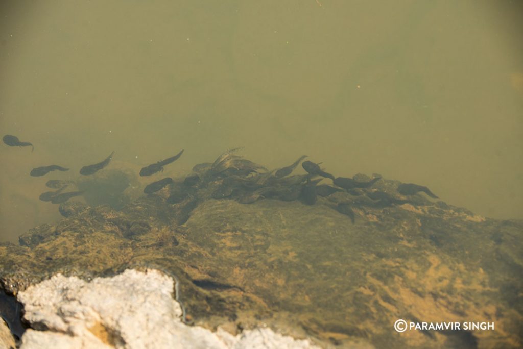 tadpoles