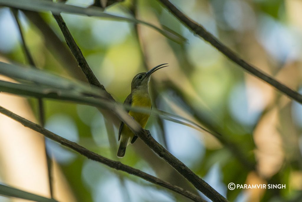 The Loten's Sunbird (Cinnyris lotenius) is endemic to peninsular India. The female builds the nest and the young ones are fed by both the parents.