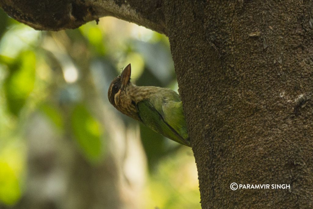 White Cheeked Barbet 