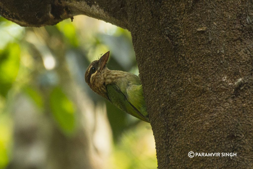 White Cheeked Barbet