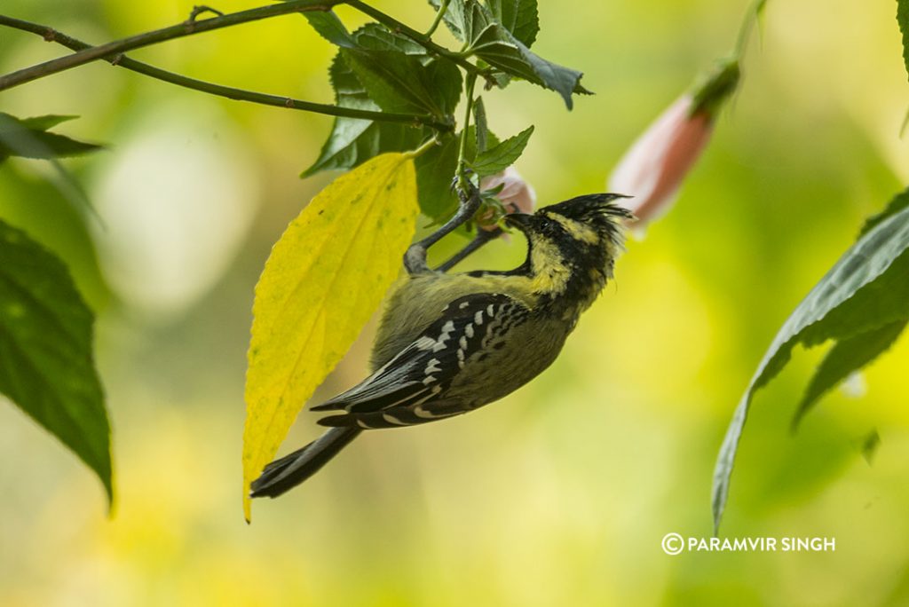 Indian Black-Lored Tit