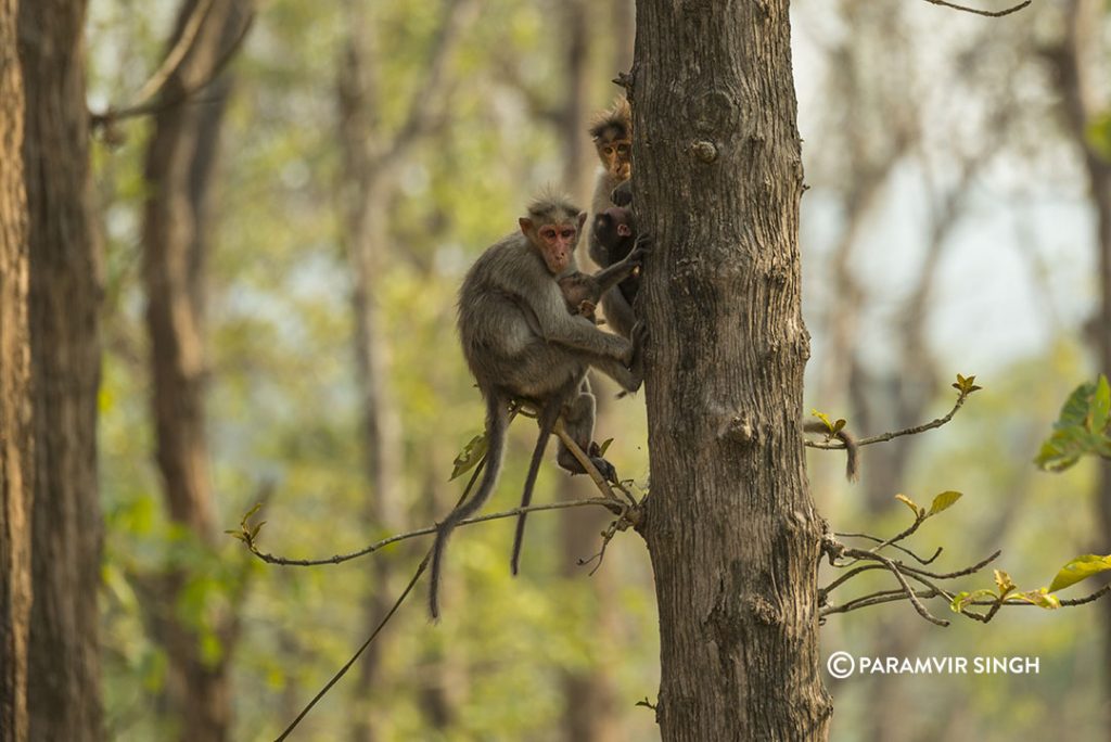 Bonnet Macaques