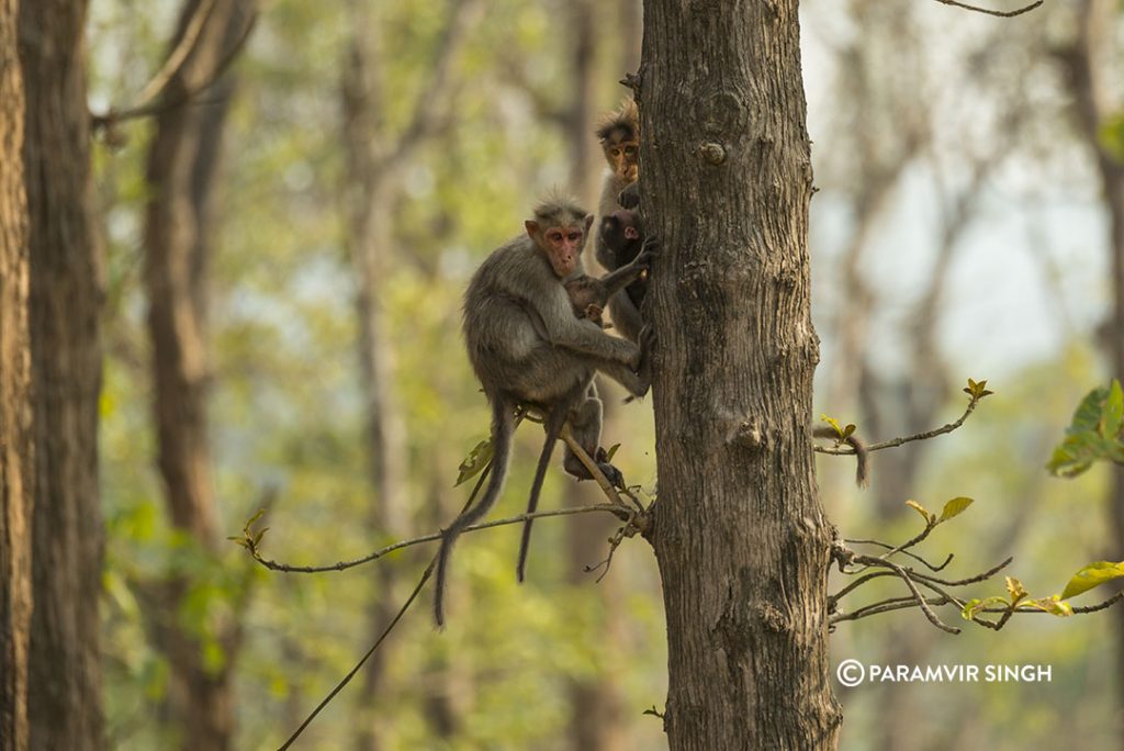 Bonnet Macaques 