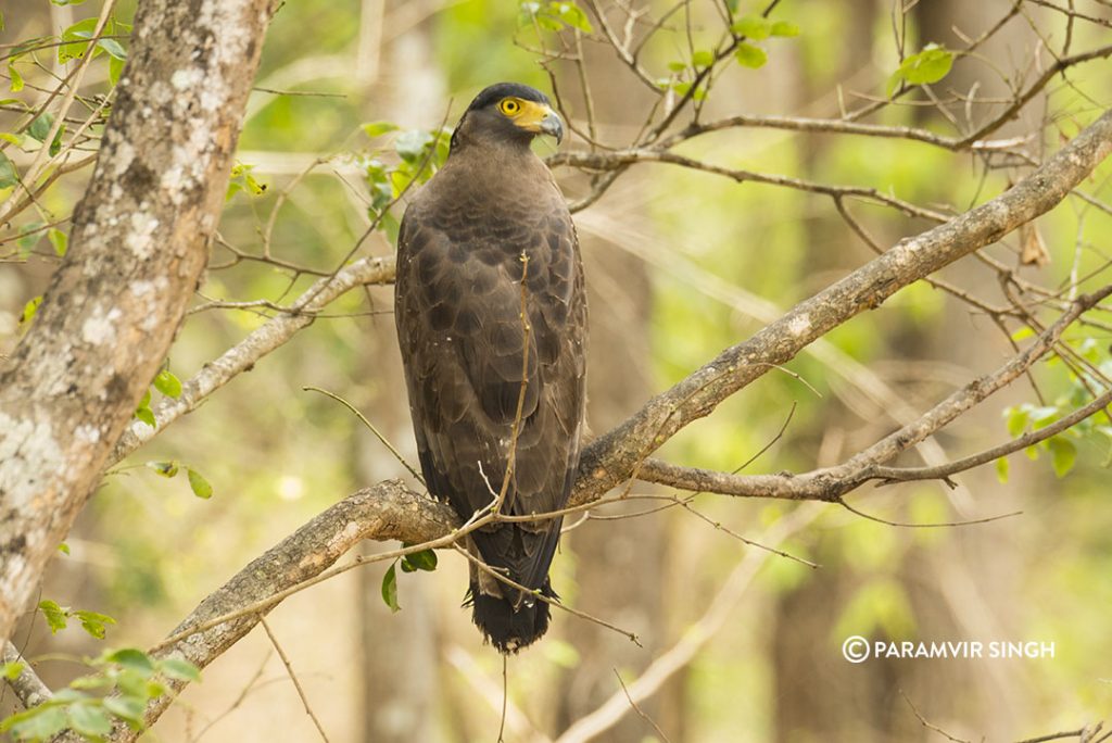 crested_eagle