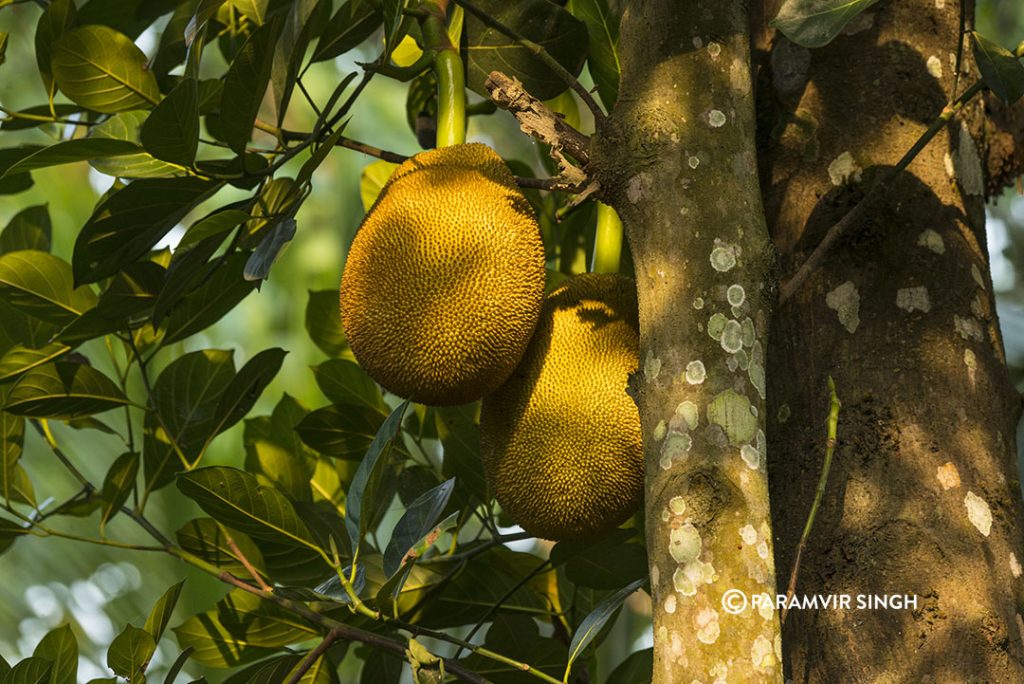 Jack Fruits in the tree. They can be eaten raw, cooked, or ripe as sweet fruits. Elephants love them!