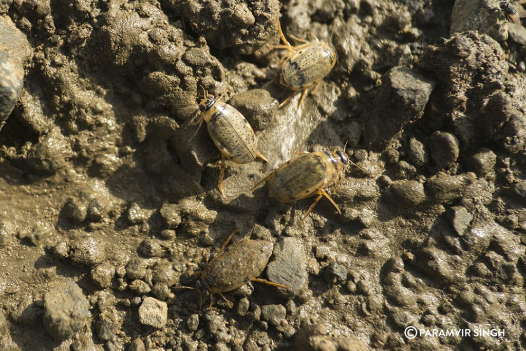 water beetles.