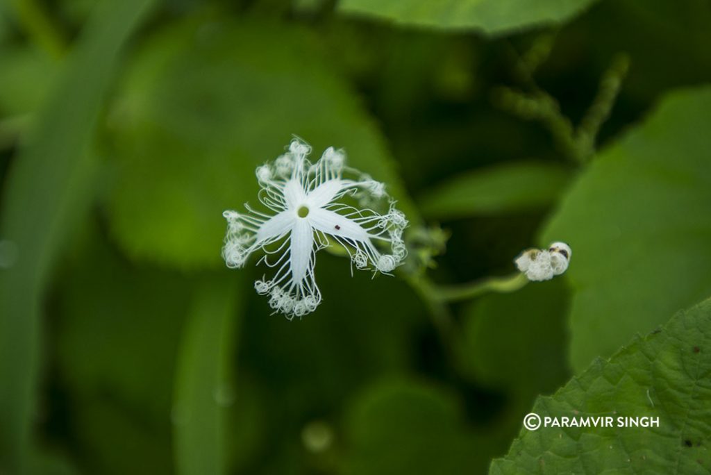 Wildflower at Lonar.