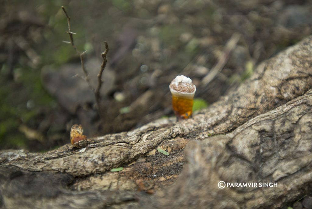 Lonar Forest Mushroom