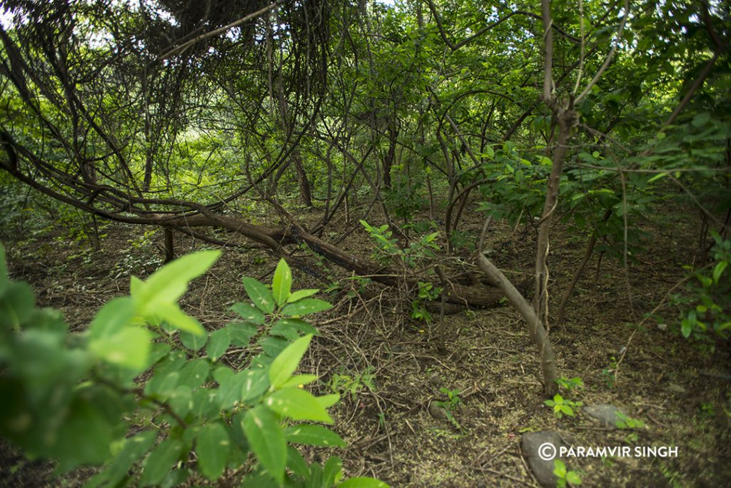 Lonar Forest