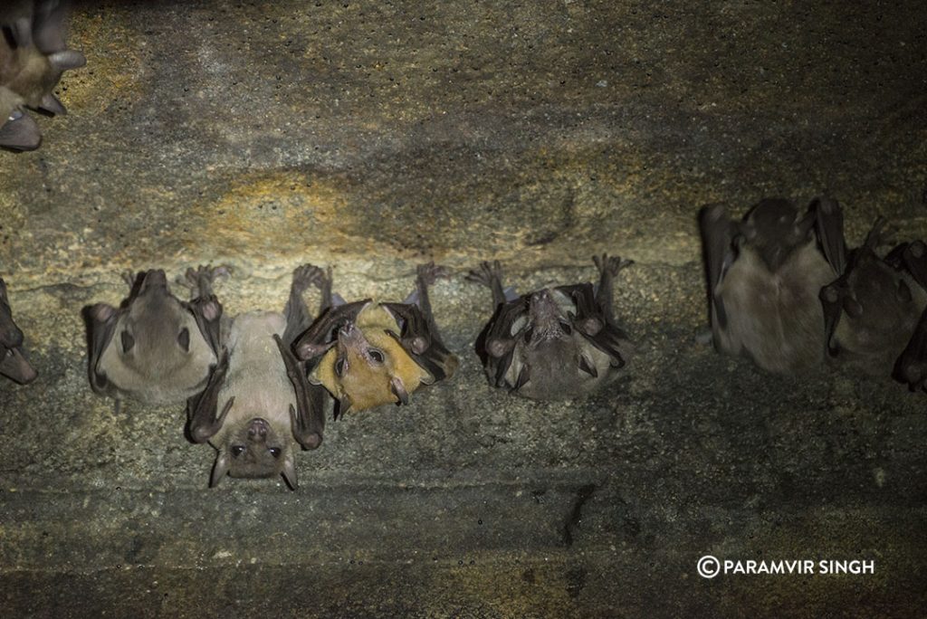 Bats in Lonar Temple.