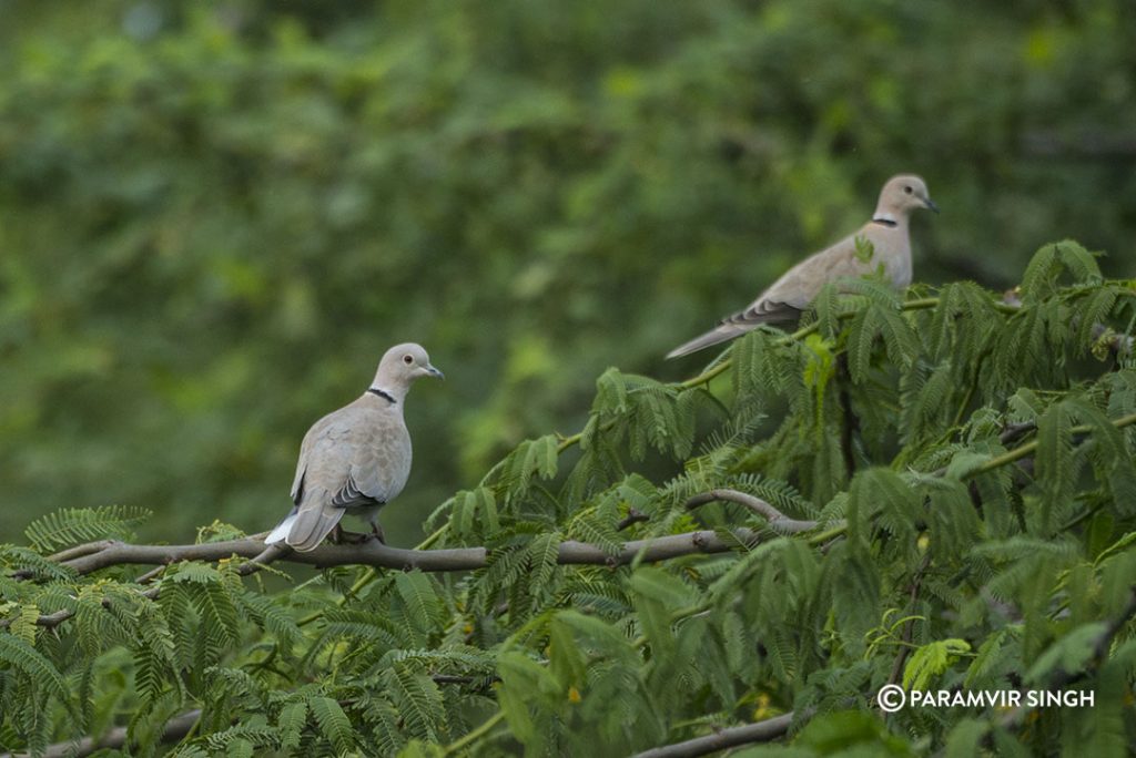 Collared Doves Lonar