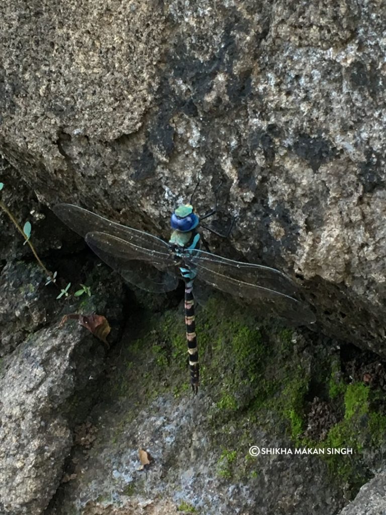 Dragonfly at Lonar