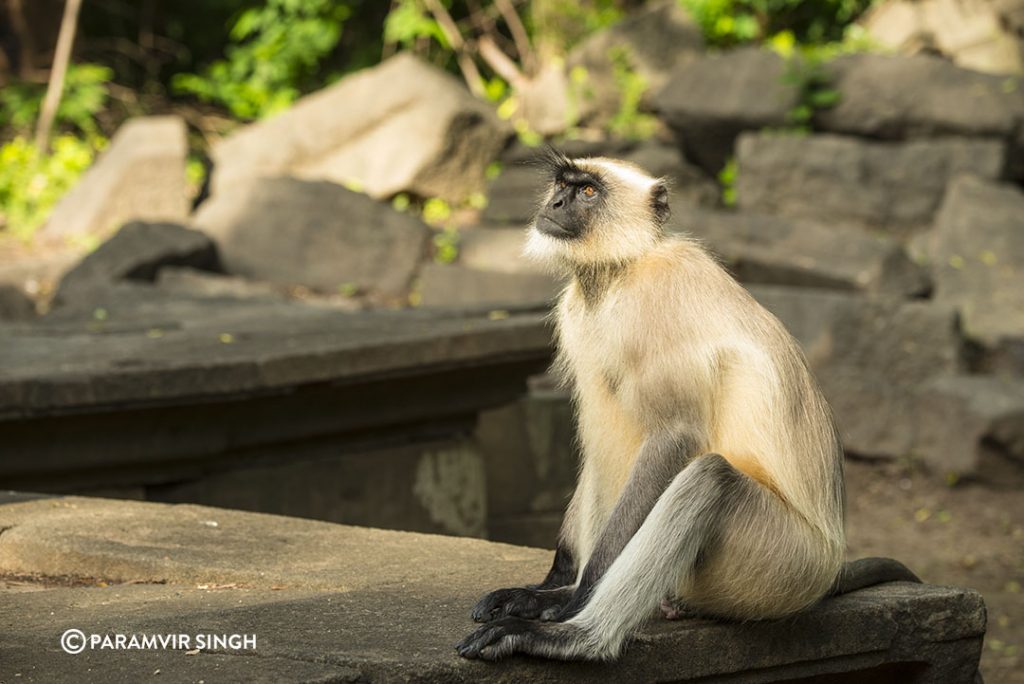 Grey Langoor, Lonar