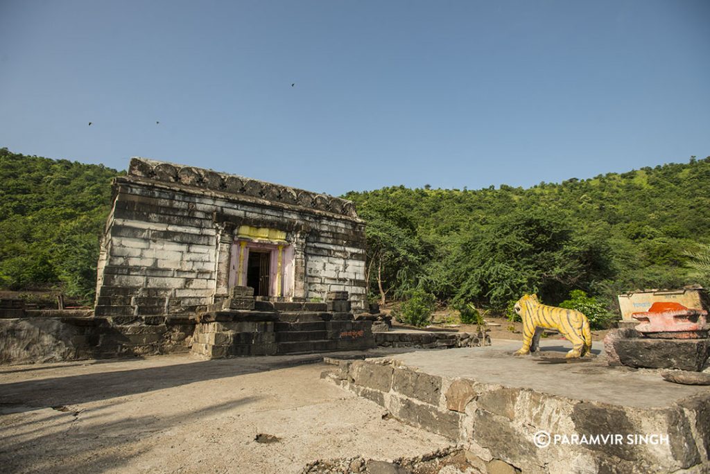 Tiger at Lonar