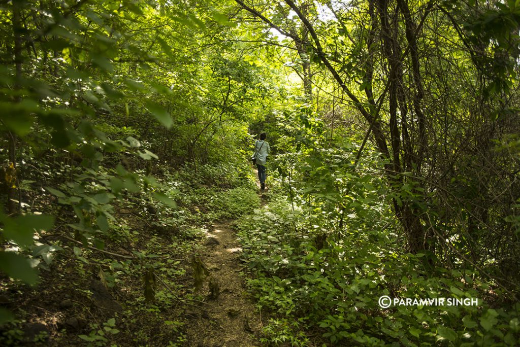 Lonar Forest Trail