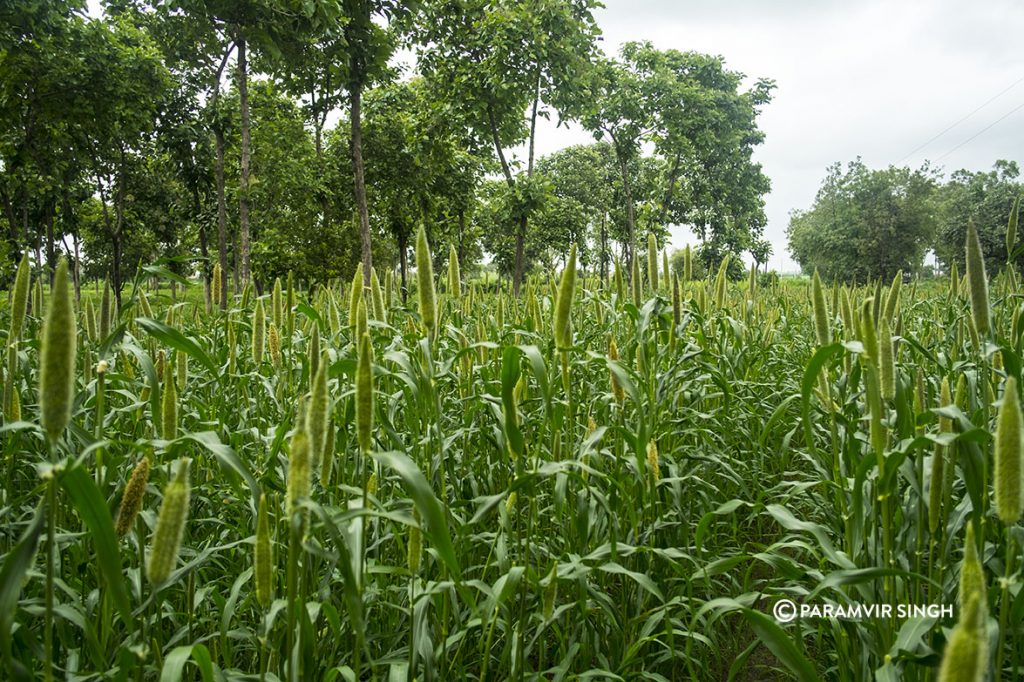 Millet crop, Maharashtra.