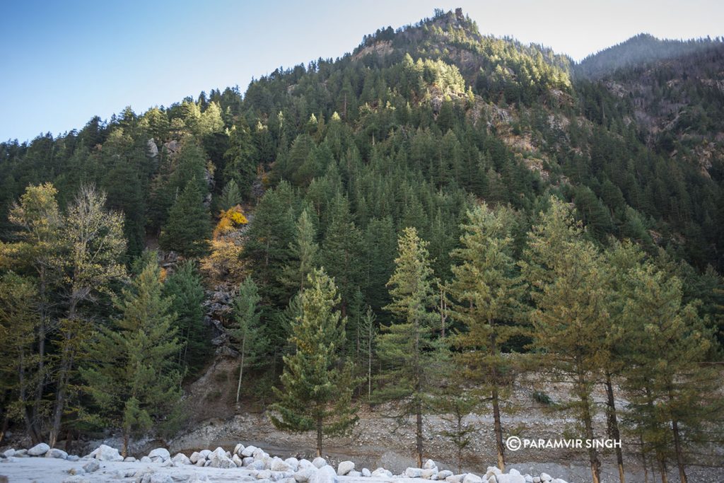 Sangla Valley Pine forest.