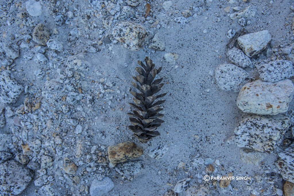 Pine cone Sangla valley