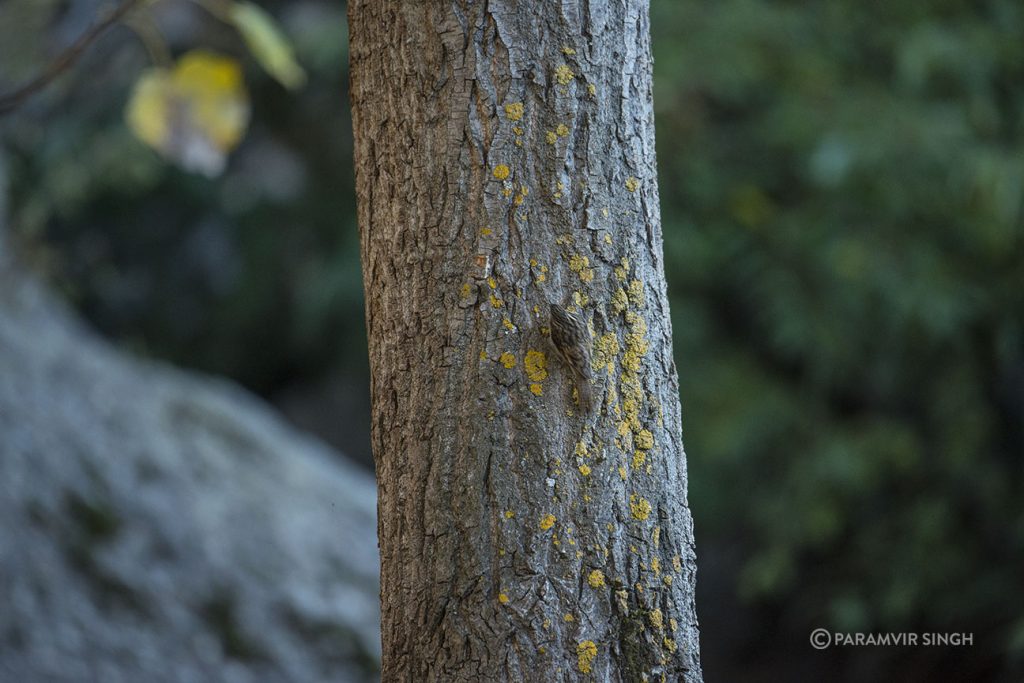 Bar-Tailed Treecreeper (Certhia himalayana)