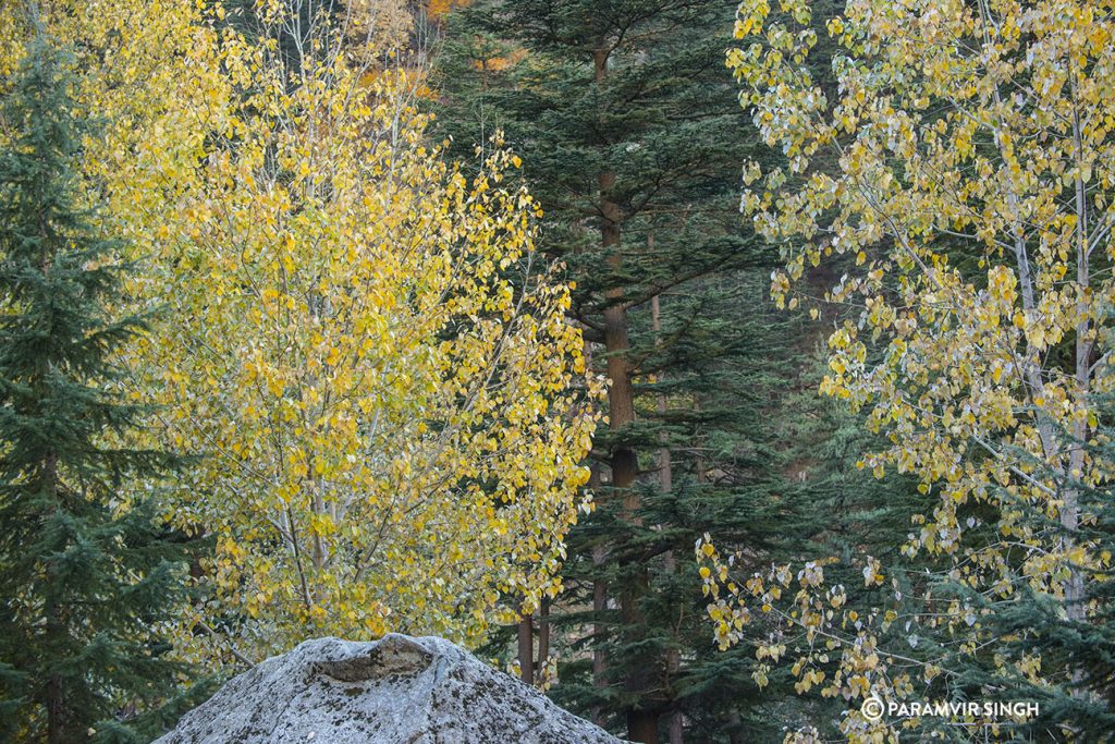 Poplars in Sangla Valley