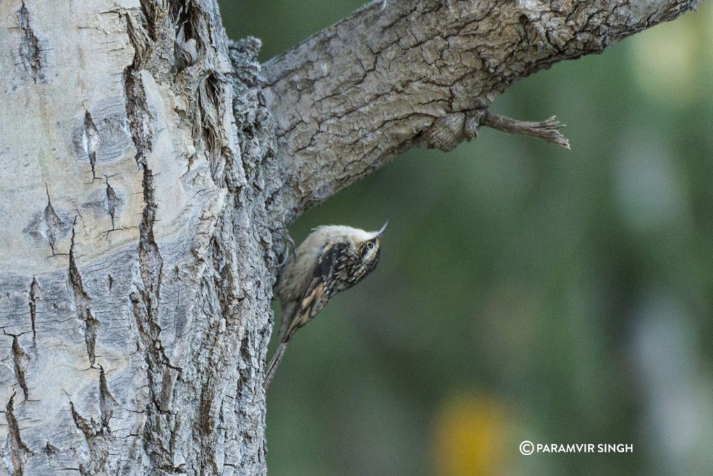 Bar-Tailed Treecreeper (Certhia himalayana)