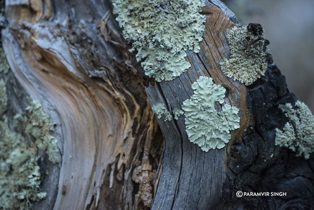 fungus in sangla valley