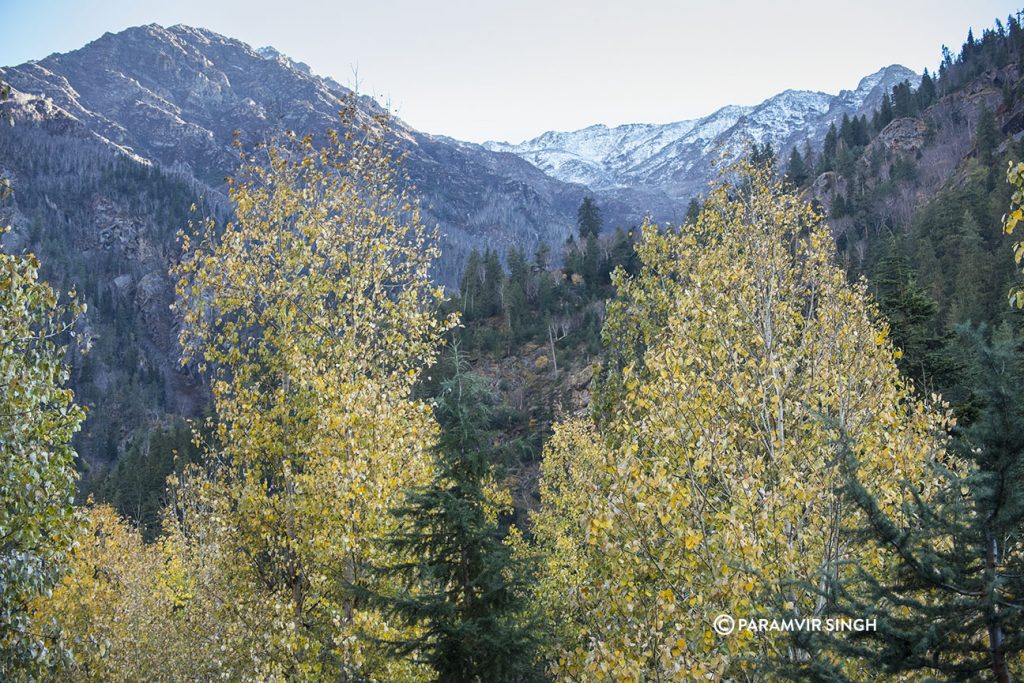 Mountains and Poplars