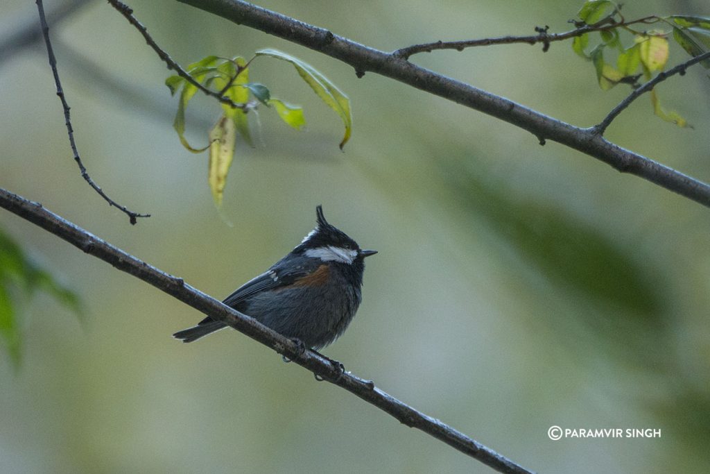 Spot Winged Tit (Parus melanolophus)