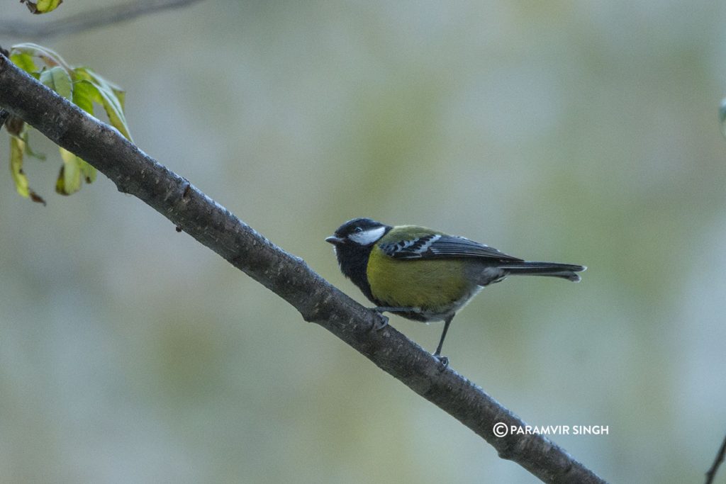 Green Backed Tit (Parus monticolus)