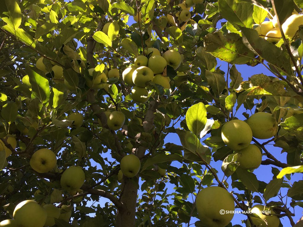 green apples