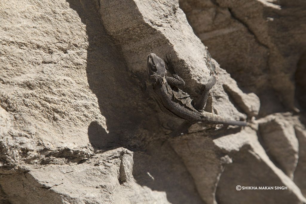 Kashmir Rock Agama (Laudakia tuberculata),