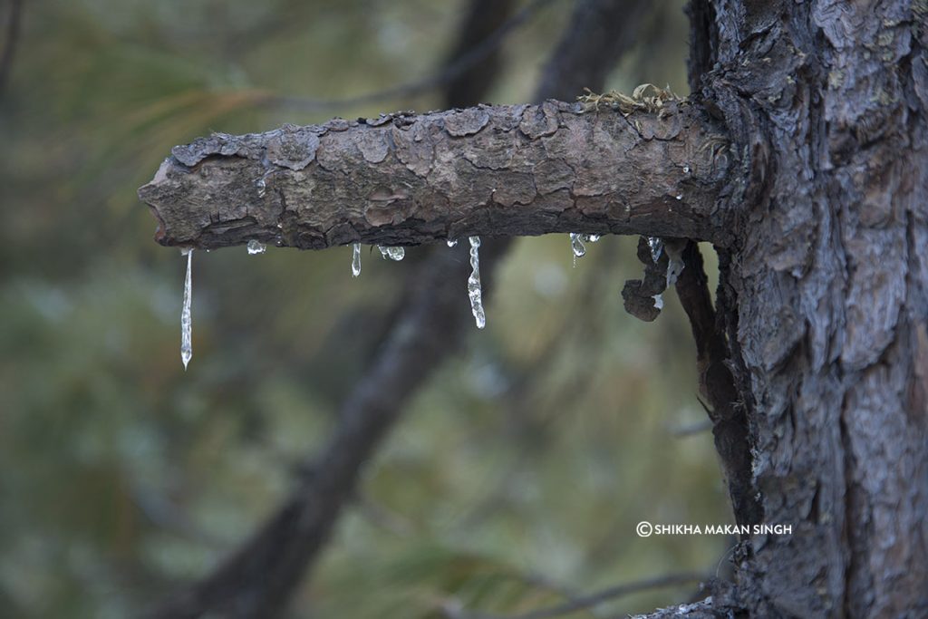 pine sap