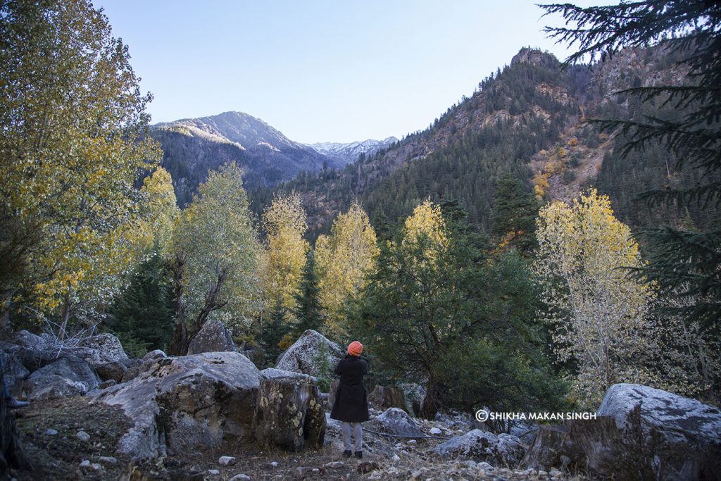 Sangla Valley Forest