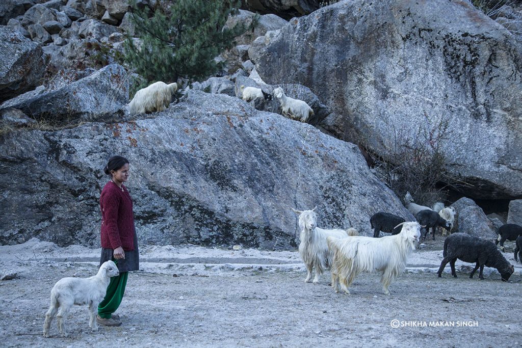shepherd with sheep in Sangla Valley