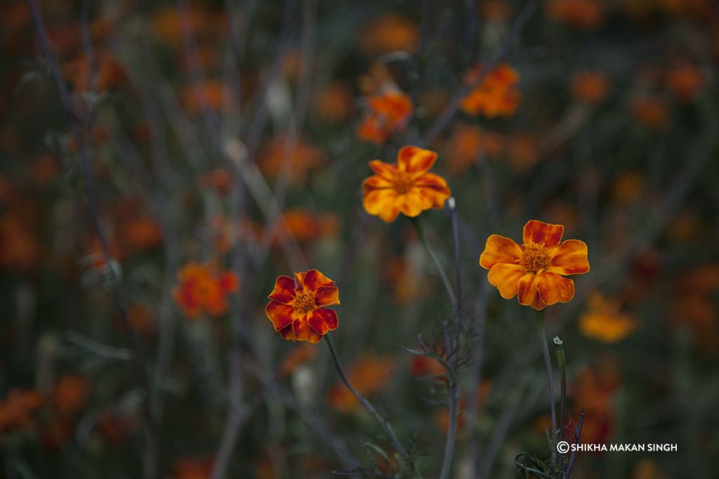 Flowers in Sangla Valley.