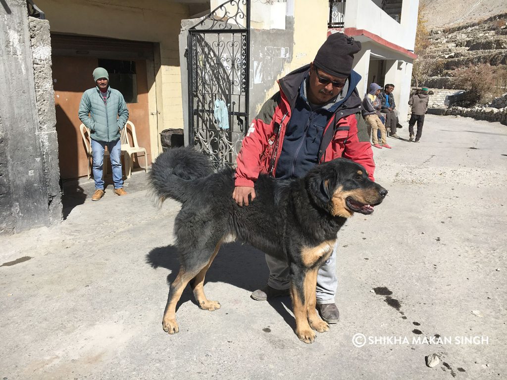 Shanta with his handsome Tibetan Mastiff