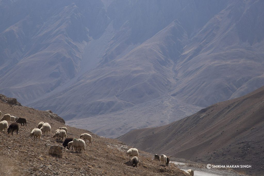 Sheep grazing, Spiti Valley, India