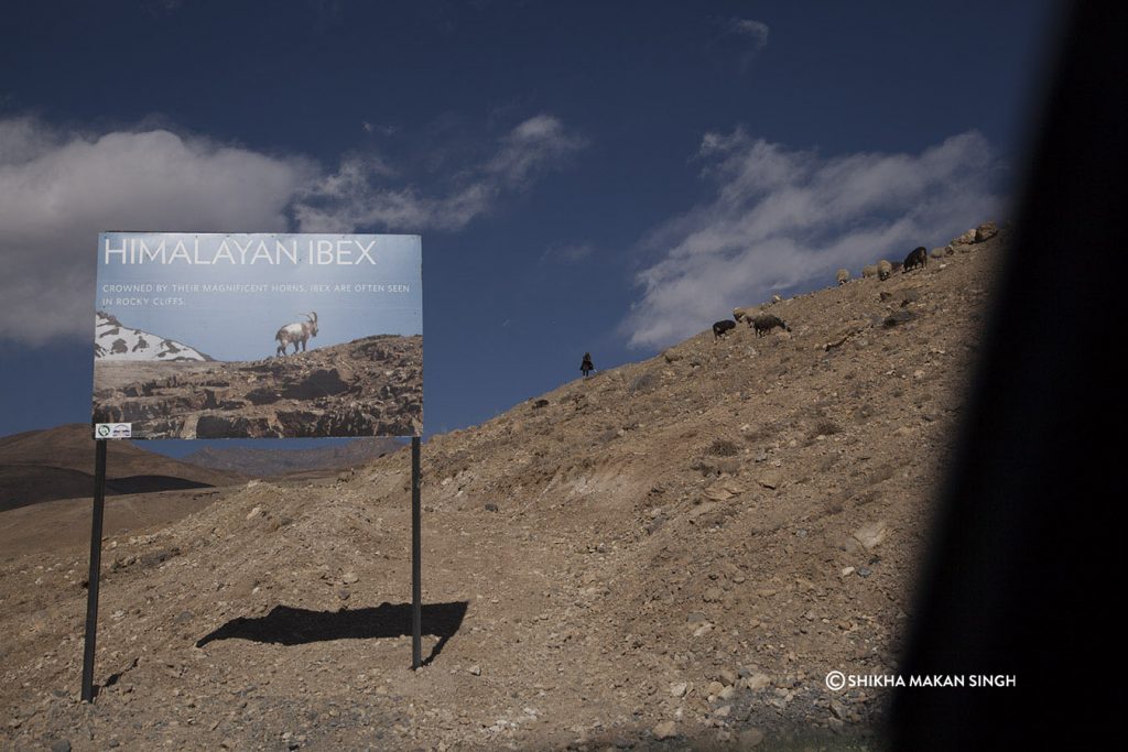 Himalayan Ibex board, Spiti Valley, India
